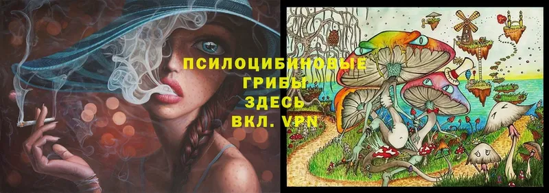 Псилоцибиновые грибы Cubensis  Мглин 